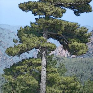 科西嘉黑松(南歐黑松) 10ml