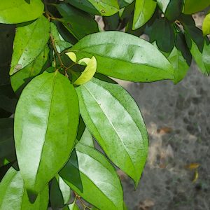 台灣土肉桂葉 5ml