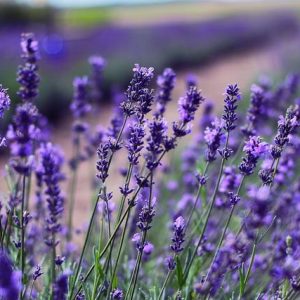 醒目薰衣草 10ml