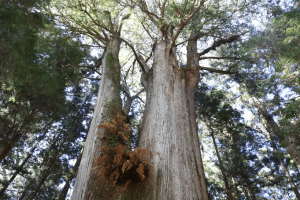 台灣檜木介紹 300x200 - 台灣檜木介紹