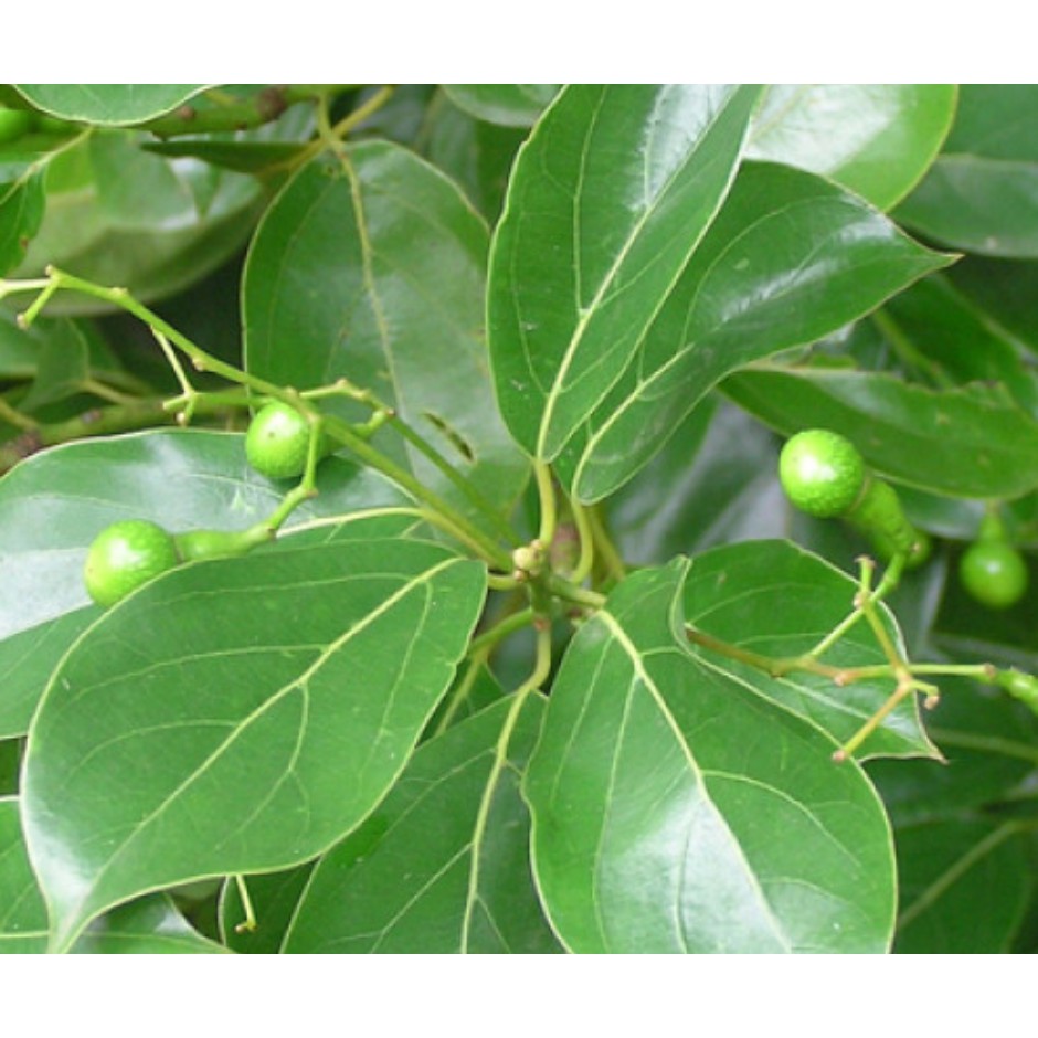 樟樹學名改變了! .jpg - 樟樹學名改變了!