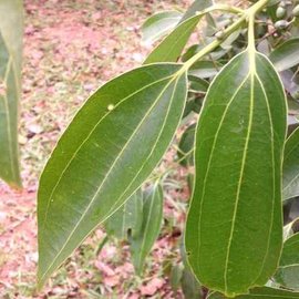 樟樹學名改變了! .jpg - 樟樹學名改變了!