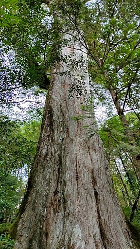 台灣檜木介紹 .jpg - 台灣檜木介紹