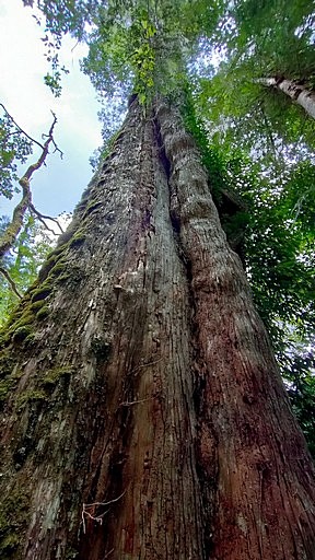 台灣檜木介紹 2 - 台灣檜木介紹