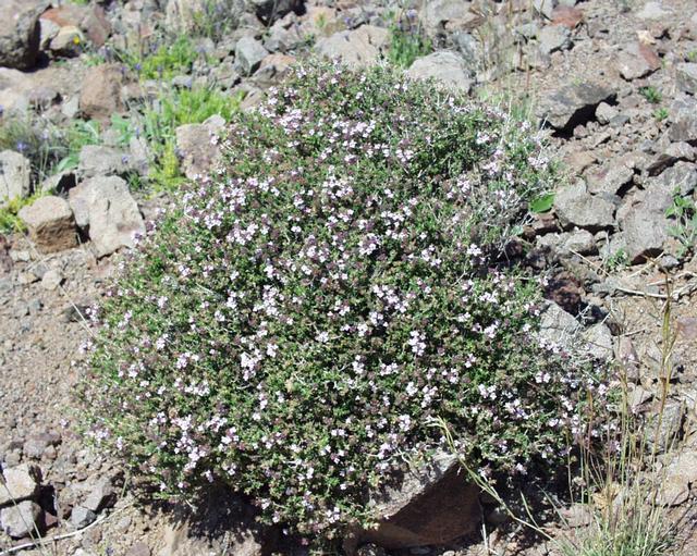 常見百里香家族 Thymus vulgaris1 - 常見百里香家族