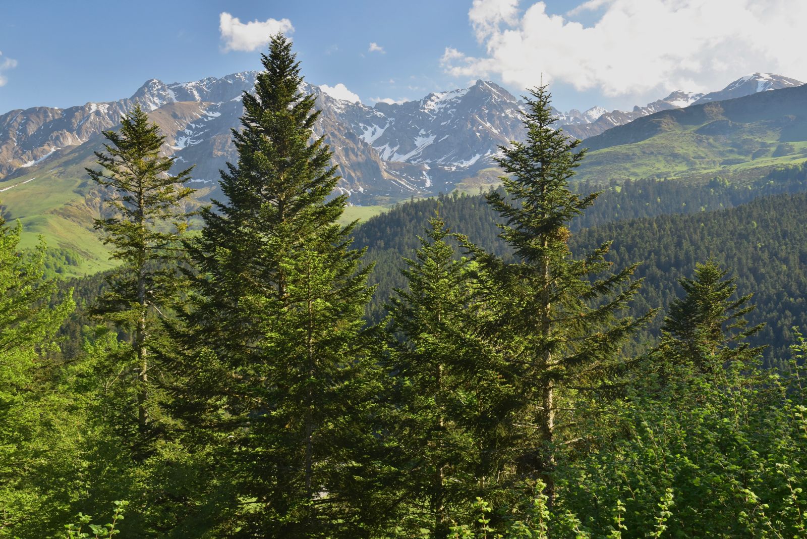 常見松科冷杉屬精油介紹 abies alba - 常見松科冷杉屬精油介紹