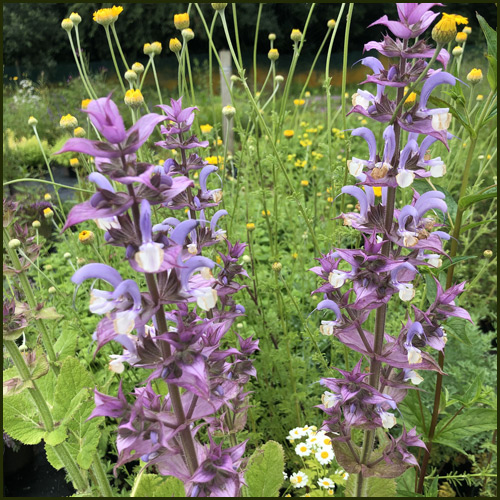 自古以來的多用途藥草-鼠尾草/快樂鼠尾草 Sage Clary2 - 自古以來的多用途藥草-鼠尾草/快樂鼠尾草