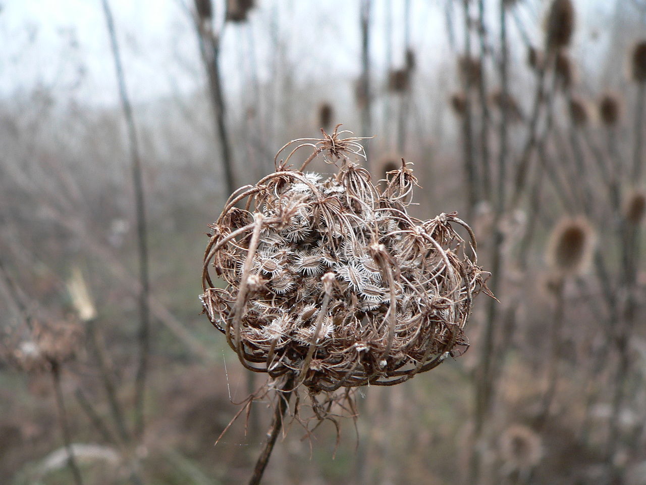 胡蘿蔔籽-美容養肝重點精油 1280px Daucus carota seed pod - 胡蘿蔔籽-美容養肝重點精油